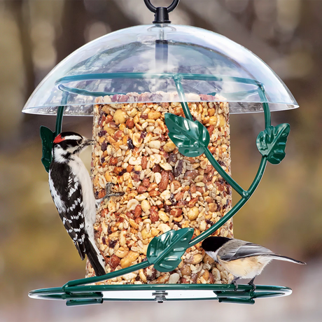 BirdsChoice Hanging Seed Cylinder Feeder with clear dome, decorative leaf ring, and large perching space, attracting birds while keeping seed dry and lasting longer.