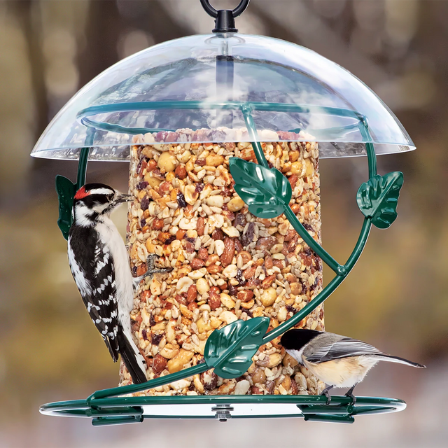 BirdsChoice Hanging Seed Cylinder Feeder with clear dome, decorative leaf ring, and large perching space, attracting birds while keeping seed dry and lasting longer.