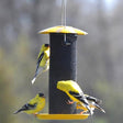 Petite Yellow Thistle Feeder with wire mesh, attracting small birds like finches to cling and feed. Features drainage tray and yellow powder coated finish.