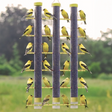 Yellow Finch's Favorite 3 Tube Feeder with multiple yellow finches perched and feeding from three clear plastic seed tubes, showcasing its 24 feeding stations.