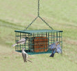 Squirrel Resistant Suet Palace with wire grid, birds feeding from openings, and solid top plate preventing access by larger birds and squirrels.