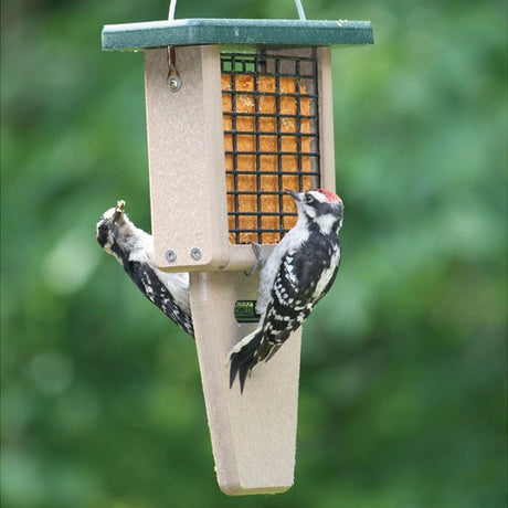 Recycled Single Cake Tail Prop Suet Feeder, Green Roof, with two woodpeckers feeding; features wire sides, extended tail prop area, and top lift for easy filling.