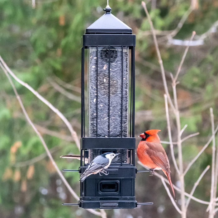 Squirrel Shield Advantage Cage Metal Bird Feeder with a cardinal perched, featuring weight-activated perches and a clear plastic tube for easy seed level viewing.