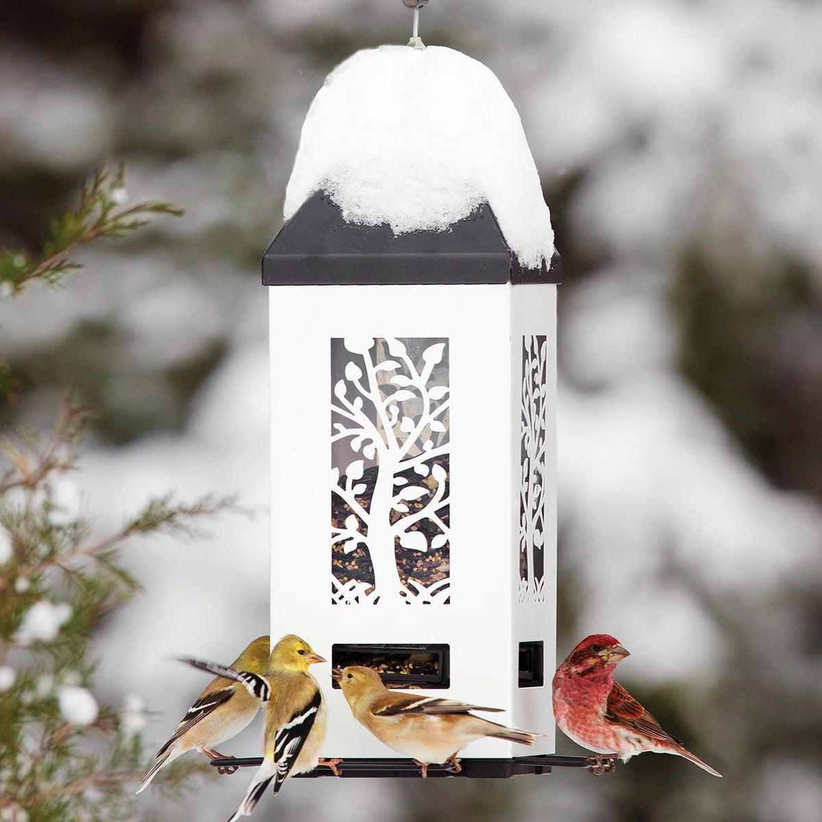 Squirrel Shield Lantern Feeder with birds feeding on all sides, featuring a weight-activated roof and perches to deter squirrels.