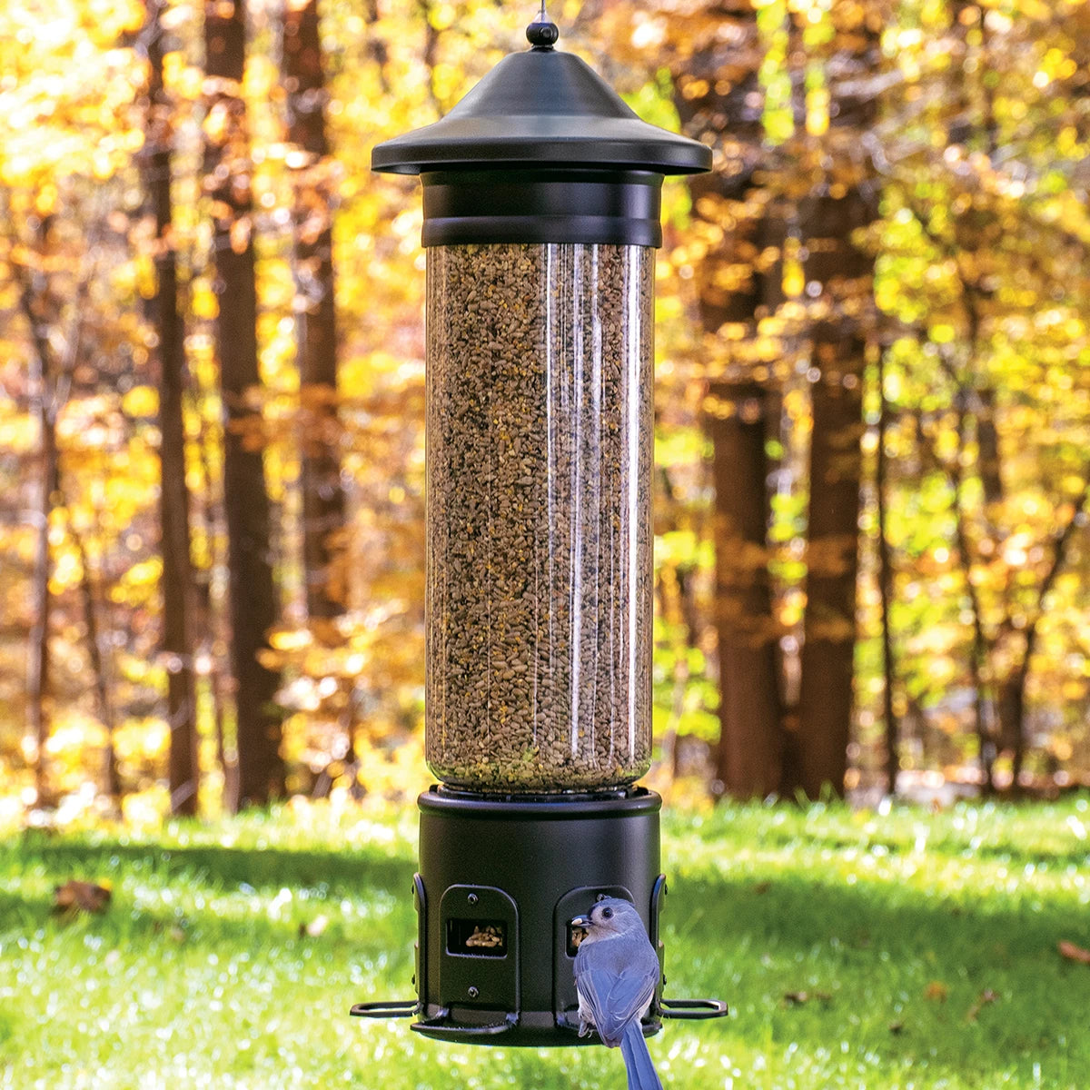 Squirrel Shield Pro Metal Bird Feeder with a blue bird perched, featuring weight-activated perches and a clear tube for seed visibility.