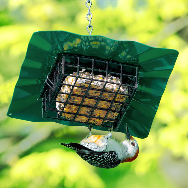 Erva Upside Down Disk Suet Feeder in use, showing a woodpecker feeding upside down from the suet cake housed in a green, powder-coated galvanized steel baffle.