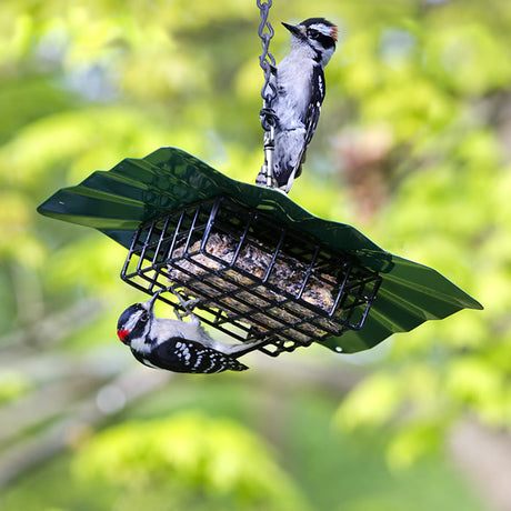 Erva Upside Down Disk Suet Feeder, Green, with woodpeckers feeding upside down from the bird feeder, designed to extend suet life and easy to clean.