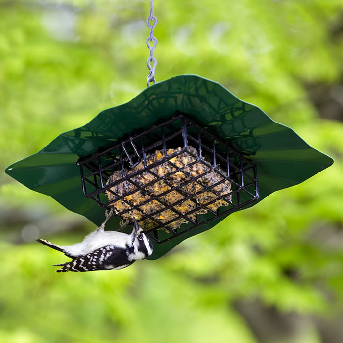 Woodpecker on an Erva Upside Down Disk Suet Feeder, Green, feeding from a suet cake.