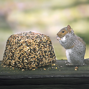 Squirrel beside a Wildlife Snack Jumbo Critter Block, a large compressed feed block for wildlife made of corn, sunflower seeds, and peanuts.