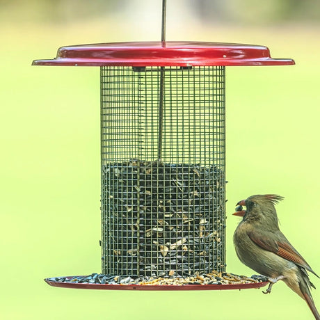Sunflower Seed Bird Feeder, Green; a cylindrical wire-mesh design with a red top and tray, featuring a Northern Cardinal perched while feeding.