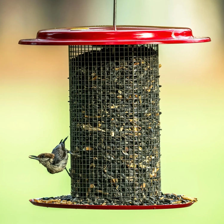 How to Make a Sunflower Seed Bird Feeder: Easy DIY Guide