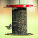 Sunflower Seed Bird Feeder, Green, with red accents, holds sunflower seeds. A small songbird feeds, highlighting its clinging design and vibrant outdoor appeal.