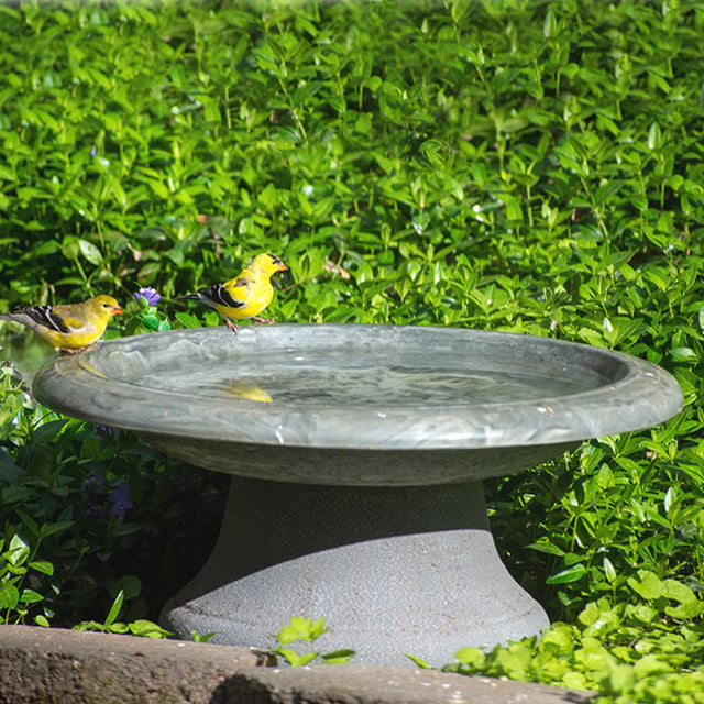 Short Cool Grey Fiber Clay Bird Bath with two birds perched on it, set in a garden, showcasing its low profile and shallow basin design.