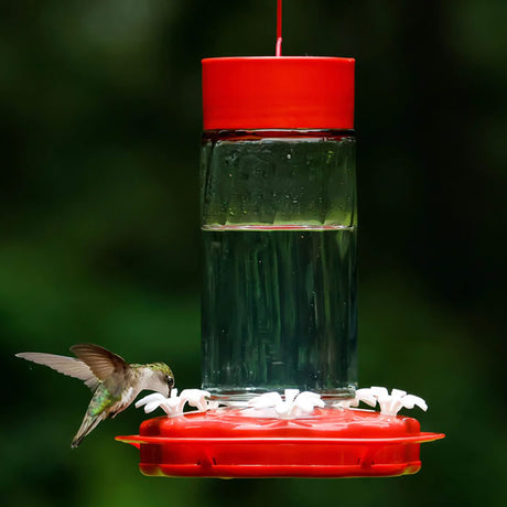 Scarlet Swirl Glass Gravity Hummingbird Feeder with a hummingbird feeding from one of the five lifelike flower ports, featuring a clear reservoir and red top.