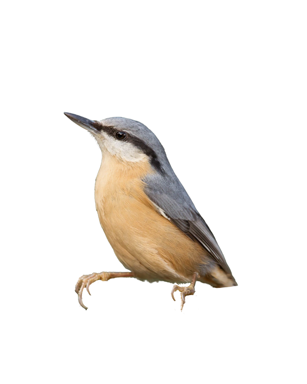 Red-breasted nuthatch with a blue-gray back, dark eye stripe, and warm orange breast.