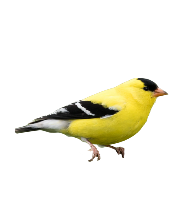 Male American goldfinch with bright yellow plumage and black-and-white wings.