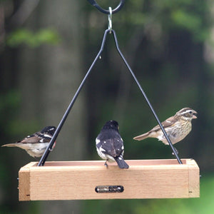 Cedar Hanging Tray, Small, with birds perched on a heavy-duty steel rod hanger, showcasing a perforated metal mesh tray feeder. Ideal for attracting various songbirds.