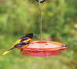 Oriole Nectar Feeder with four feeding ports, mini jelly trays, and built-in perches, shown with a bird using the clear plastic basin feeder.