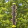 Goldfinches feeding from a yellow Nyjer tube bird feeder hanging against a softly blurred green backyard.