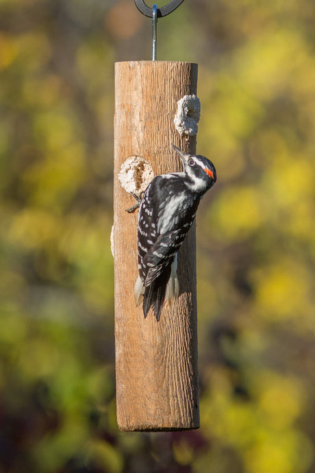 Attractor Woodpecker Filled Suet Plug Feeder: A handmade wooden log feeder with visible suet plugs and a metal hanger, designed to attract woodpeckers and other birds.