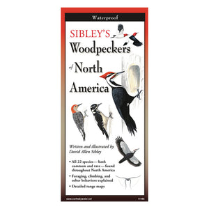 Close-up of Sibley's Woodpeckers of North America Folding Guide featuring bird illustrations and species captions for easy identification.