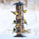 Squirrel Proof Squirrel-Be-Gone bird feeder with multiple birds eating, featuring a spring-loaded wire cage to block squirrels from accessing the feeding ports.