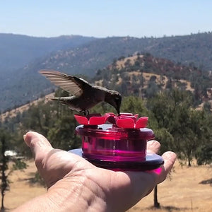 Perky-Pet Handheld & Tabletop Hummingbird Feeder being held by a person, with a bird feeding from one of its three flower-shaped ports.