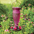 Diamond Wine Top-Fill Glass Hummingbird Feeder with five hollyhock-shaped feeding ports in a garden, attracting hummingbirds, easy to fill and clean.