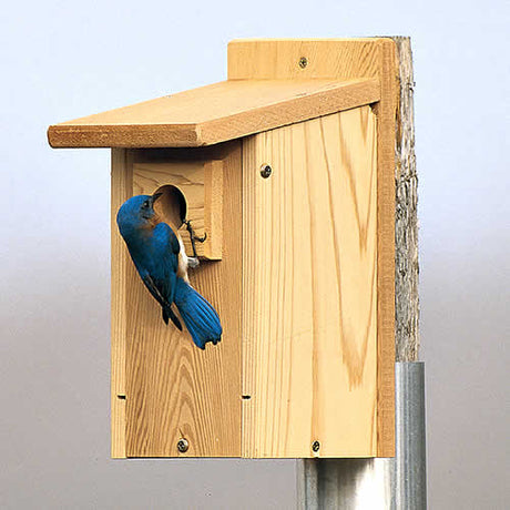 Duncraft Eastern Bluebird House, Set of 3, showing a bluebird perched at the entry, highlighting predator-proof extension and easy-clean front panel.