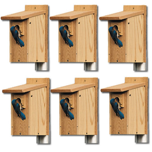 Duncraft Bluebird Houses, Set of 6, featuring bluebirds in wooden birdhouses with proper entry holes and predator-proof extensions, perfect for Eastern bluebirds.