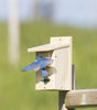 Duncraft Eastern Bluebird House with predator-proof extension, bluebird flying out of the wooden birdhouse, ideal for nesting, featuring front clip for easy cleanout.