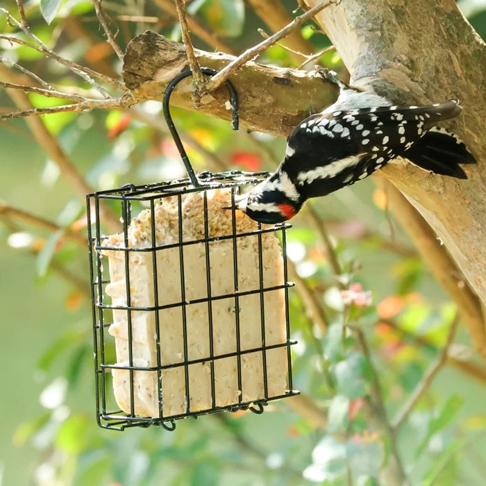 Black Metal Suet Cage Bird Feeder with a woodpecker eating from it, showcasing durable construction and ample clinging space for birds.