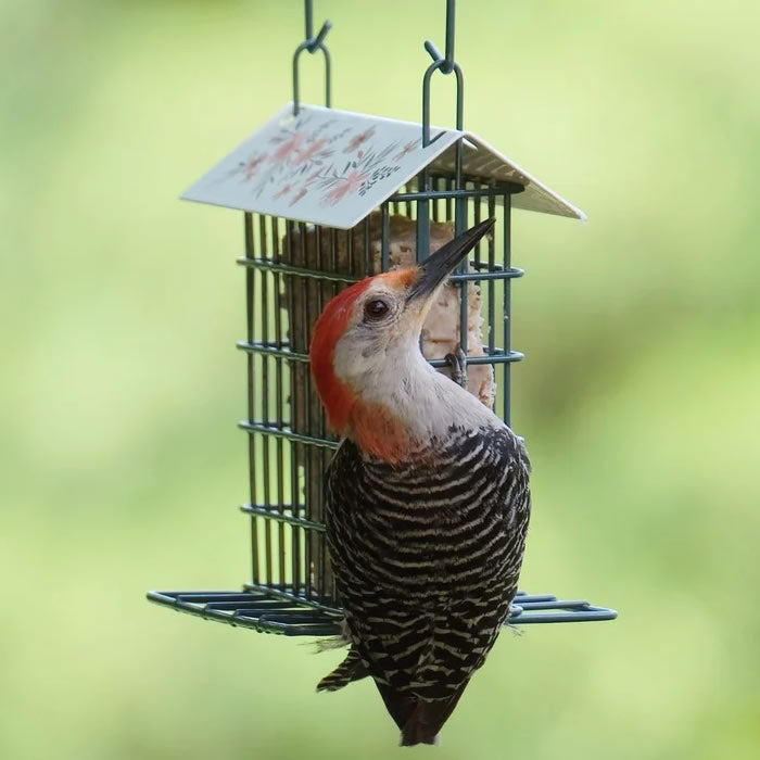 Decorative Metal Suet Cage Bird Feeder with a woodpecker perched, showcasing its durable steel construction and ample feeding space for various birds.