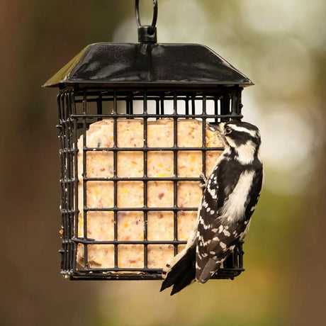 Black Metal Two Cake Suet Cage Bird Feeder with Roof, featuring a downy woodpecker clinging and feeding, showcasing its durable, secure dual-latch design.