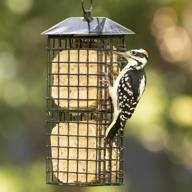 Black Metal Four Cake Suet Cage Bird Feeder with Roof featuring a woodpecker perched on it, enjoying suet from the feeder's grid design.