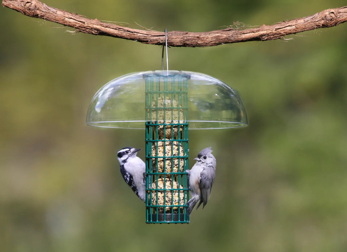 Duncraft Sunflower Mesh Accent Haven Feeder with birds clinging to the metal mesh and perched on the bottom tray.