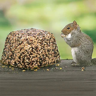 Squirrel Feeders & Houses