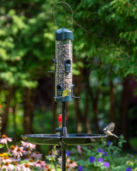 Brome Mega 600 Podium Kit with bird feeder and pole in an outdoor setting, showcasing feeder ports and seed tray, attracting a bird.