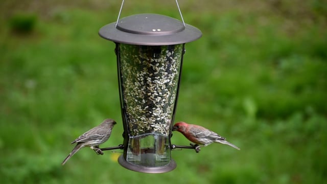 What is the Best Squirrel Proof Bird Feeder