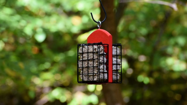 Duncraft Double Suet Feeder
