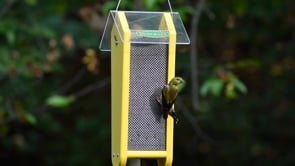 Duncraft Fancy Finch Nyjer® Feeder