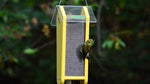 Duncraft Fancy Finch Nyjer® Feeder