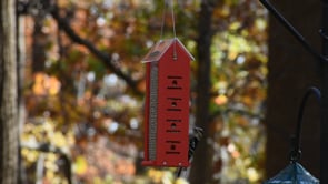 Duncraft Four Sided Woodpecker Feeder