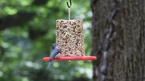 Duncraft All Birds Seed Cylinder Feeder