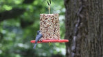 Duncraft All Birds Seed Cylinder Feeder