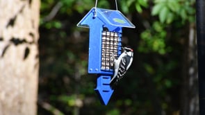 Duncraft Royal Blue Arrow Tail Prop Suet Feeder