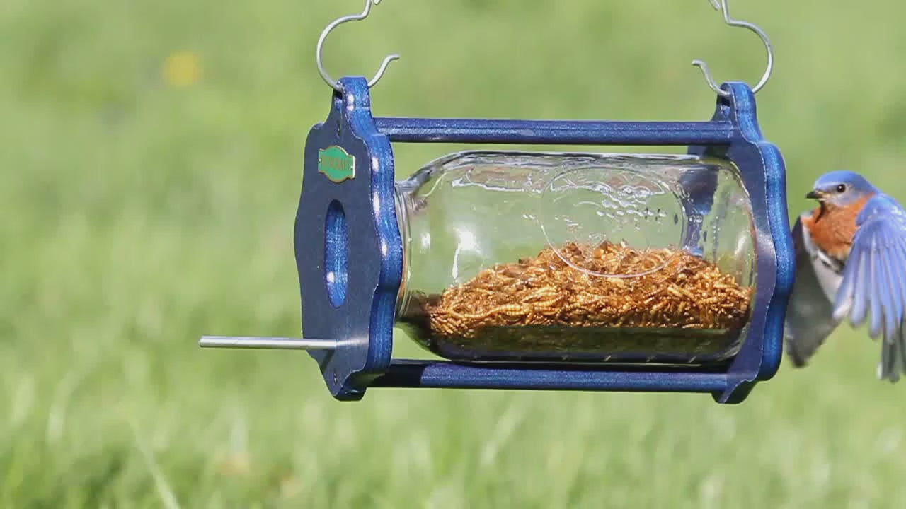 Tractor Corn on the Cob Feeder – Duncraft, image size:1280x720