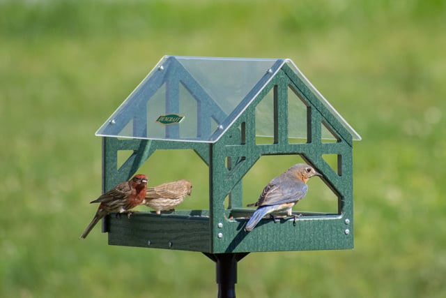 Duncraft Post and Beam Pavilion Feeder & Pole
