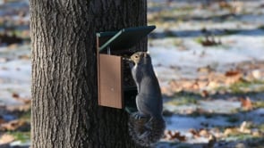 Duncraft Eco-Strong Jack in the Box Squirrel Feeder