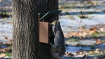 Duncraft Eco-Strong Jack in the Box Squirrel Feeder